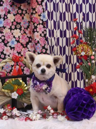 20250114ポロくん